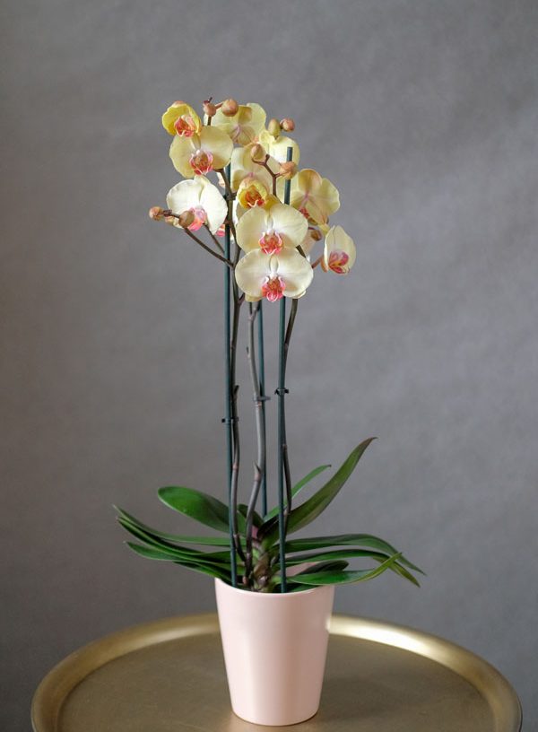 phalaenopsis-9