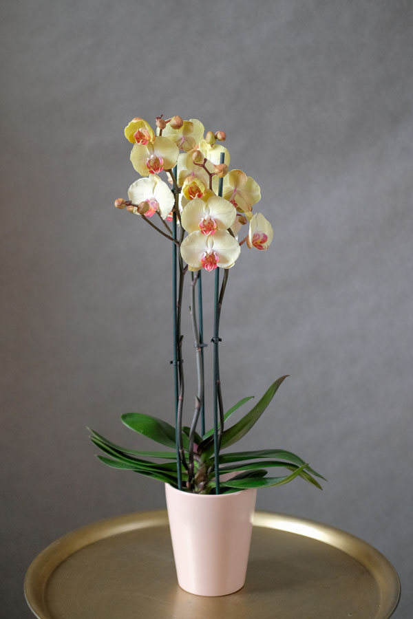 phalaenopsis 9
