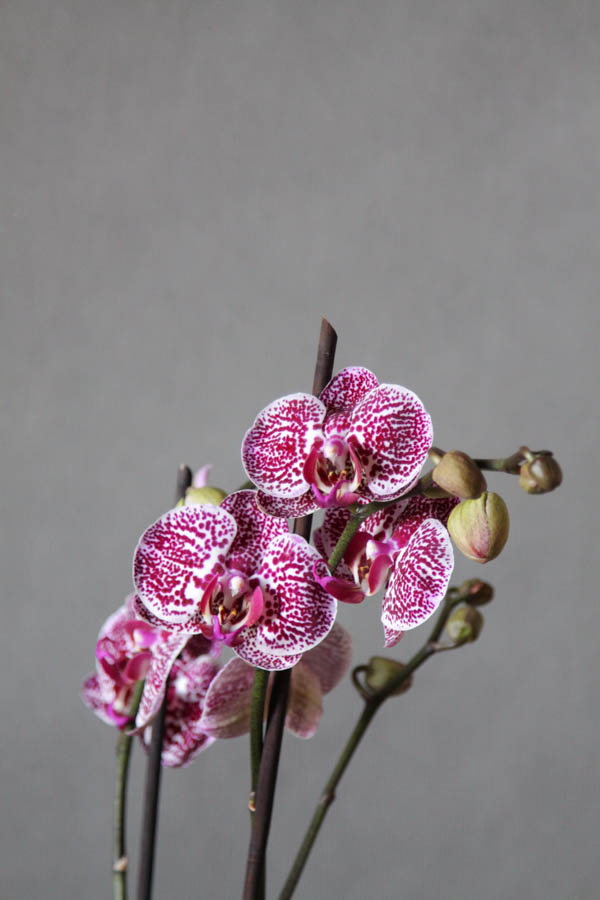 Орхидея Фаленопсис3