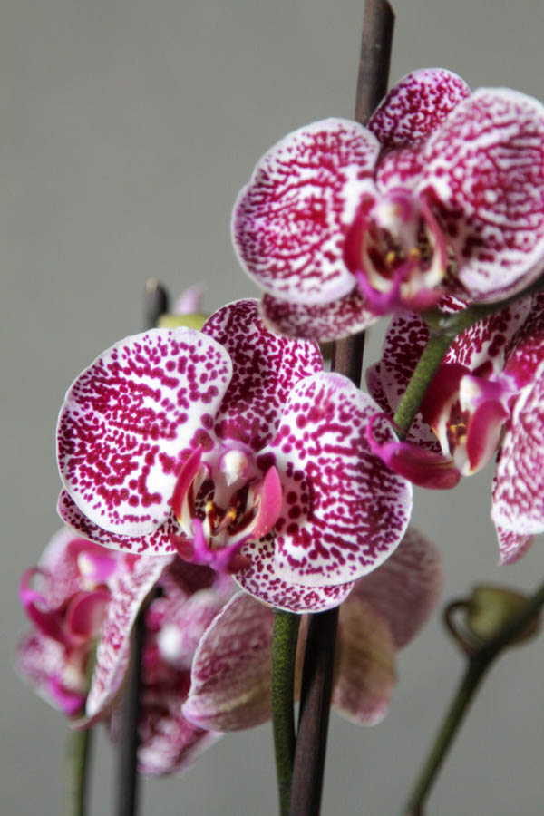Орхидея Фаленопсис1