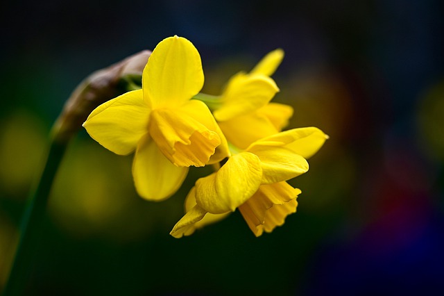 daffodils g55f4b72fd 640